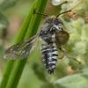 Coelioxys sp.